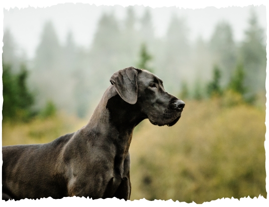 A large black dog standing in nature and photographed from the side