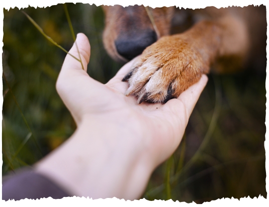 A dog's paw lying on a human hand