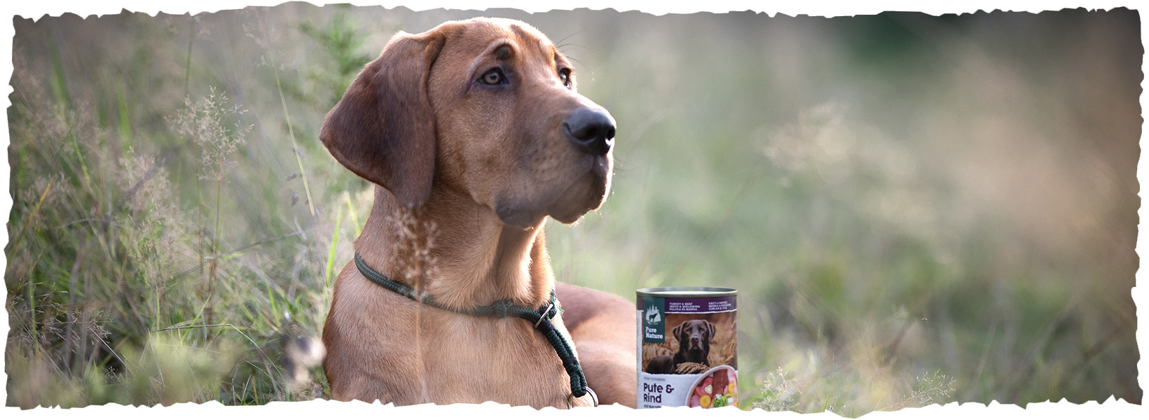 Dog lying in the meadow with a Pure Nature tin on a piece of wood in front of him