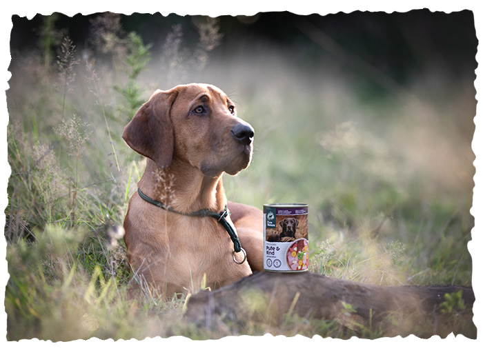 Dog lying in the meadow with a Pure Nature tin on a piece of wood in front of him